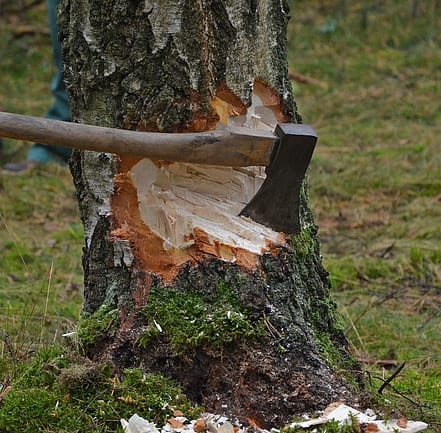 tree cut with axe